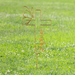 bg web